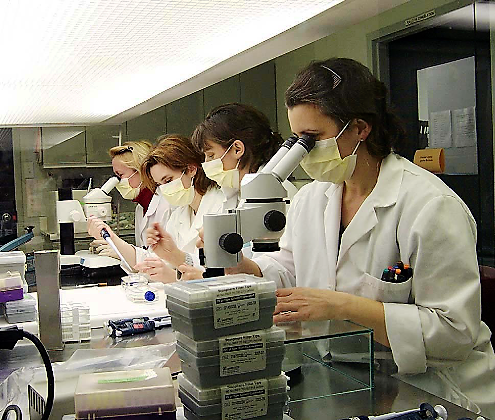 C:\ДД Диск Д\1. FOTO\Фото на 8 марта\in vitro оплодотворения ооцитов, собранных от покрытых, нелактирующих молочных коров с исп. ультразвука transоva.bmp