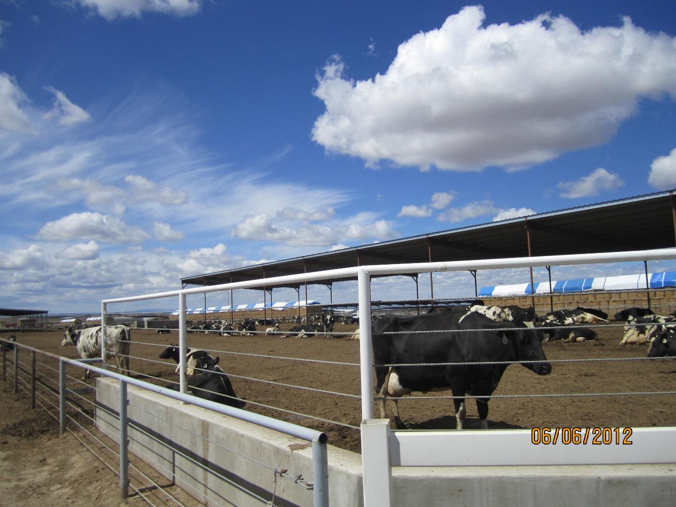 D:\Фото новые 2007-2019\Зарубежные страны\США\США июнь 2012\USA open lot farm\Откр. площадки\Ферма 1\Открытые площадки\IMG_4231.JPG