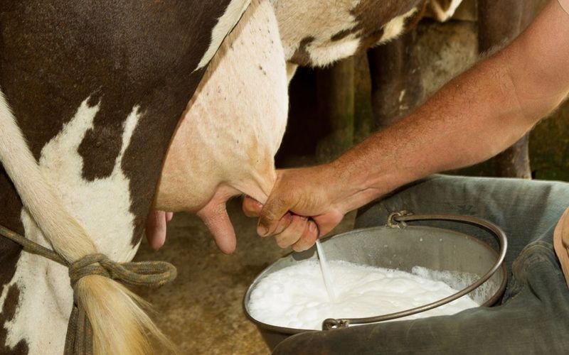  Лучшие хозяйства Псковской области по надою молока на корову на 1 февраля 2026 года  