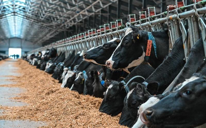 Валовой надой молока в вологодских хозяйствах вырос на 4,8%
