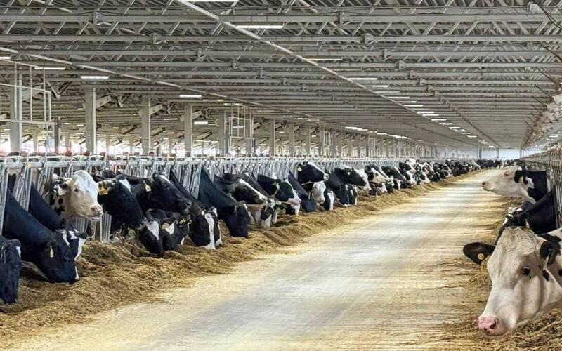 Липецкая область входит в топ-15 в стране по продуктивности дойного стада