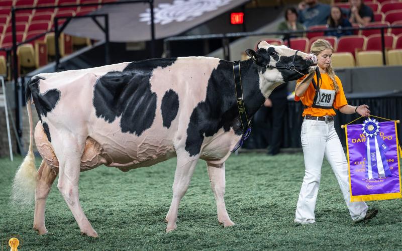 На World Dairy Expo 2026 гранд-чемпионкой юниорской выставки голштинов стала Arolene Dempsey Ella