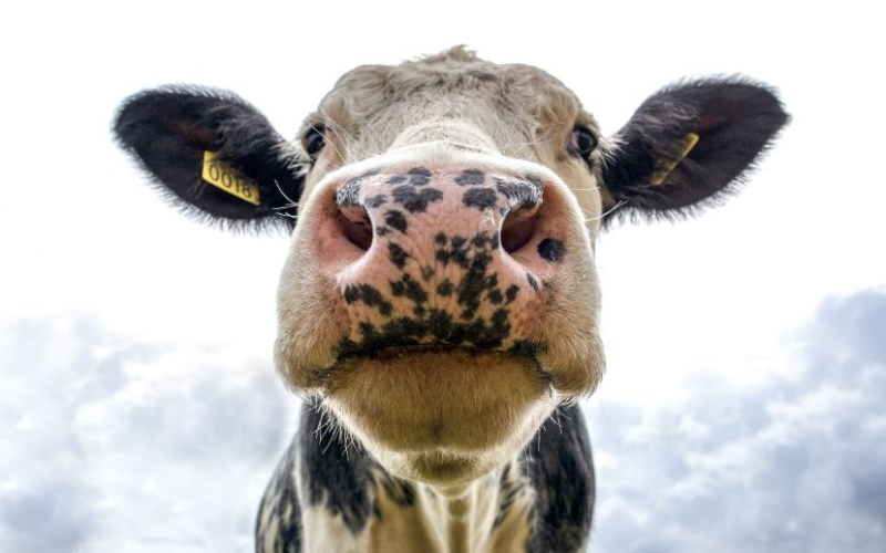 За год в Алтайском крае поголовье КРС сократилось на 6,2%