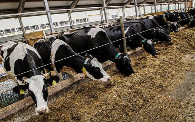 Производство молока в Липецкой области выросло на 10%