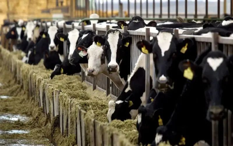 В Пензенской области производство молока в 2025 году выросло на 22,6%