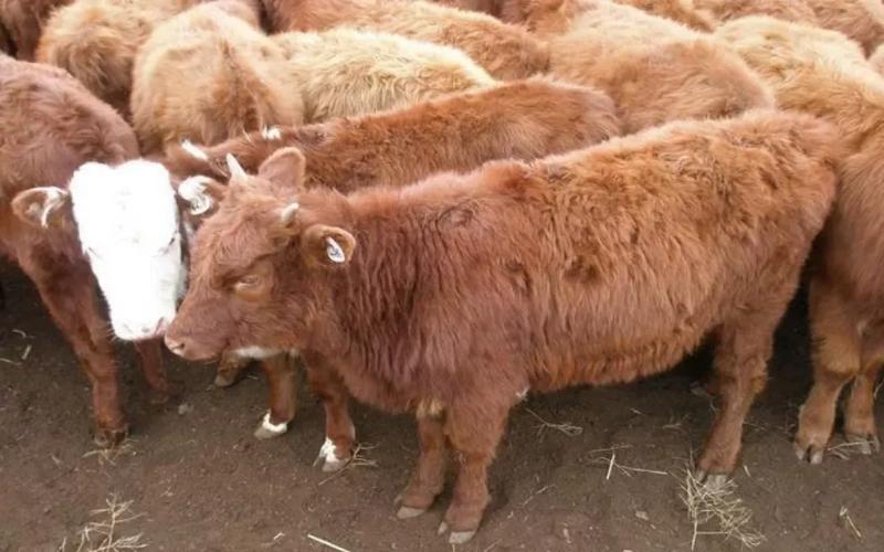 В Калмыкии получили гибридного теленка от коровы калмыцкой породы