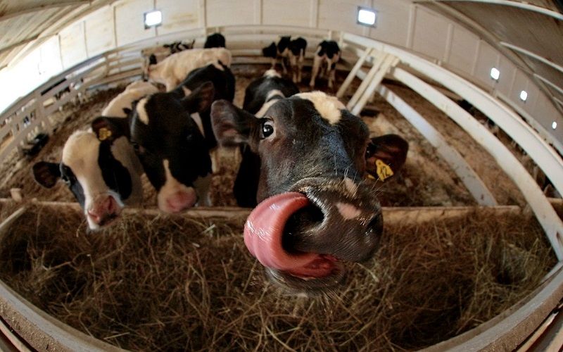 Центр геномной селекции КРС за 1,2 млрд рублей построят в Казани