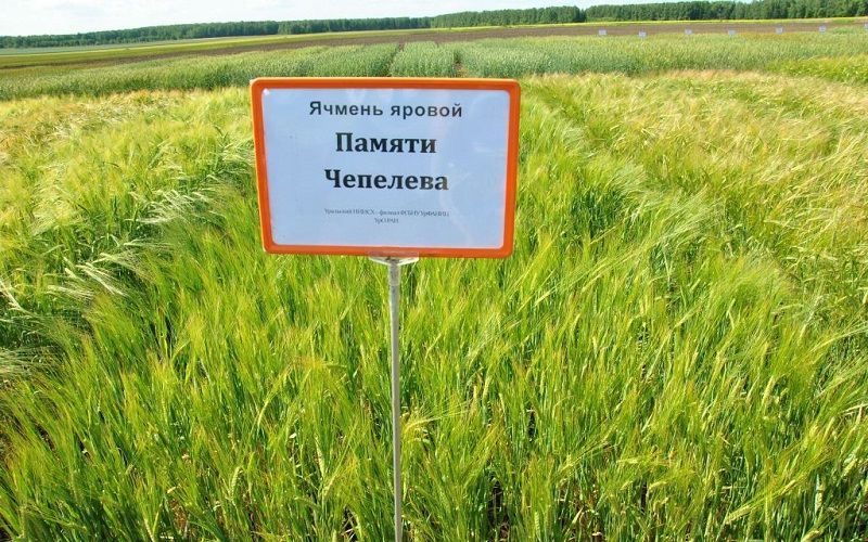 Уральский сорт ячменя стал лидером по объемам посевных площадей в России