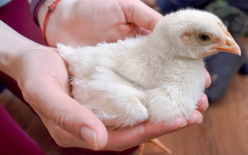 Юндюшки в беде: Бельгия сообщила о вспышке гриппа птиц