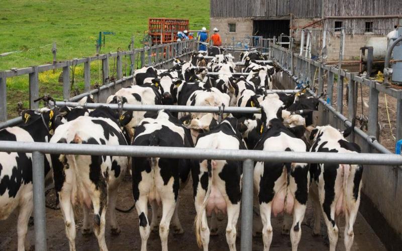 Минсельхоз утвердил ветправила экспертизы некачественных продуктов перед использованием в кормах для животных
