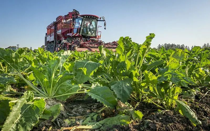 В России выпуск белого свекловичного сахара в I квартале вырос на 17,6%
