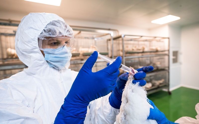 Великобритания сообщила о случае заболевания человека гриппом птиц H5N1