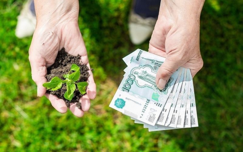 В  результате ЧС калининградским фермерам выделили более 31 млн рублей 