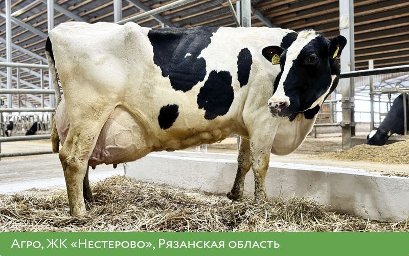 «ЭкоНива» объявляет самых высокопродуктивных животных холдинга за 2024 год