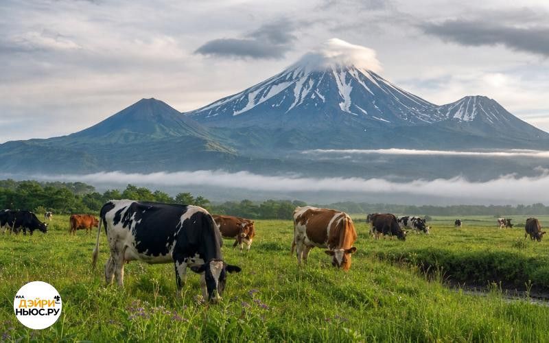 Содержание коров в отдалённых районах Камчатки: новые ставки субсидий и упрощённая отчётность для животноводов