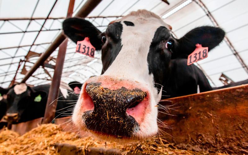 США приостановили ввоз мексиканского скота из-за мясной мухи