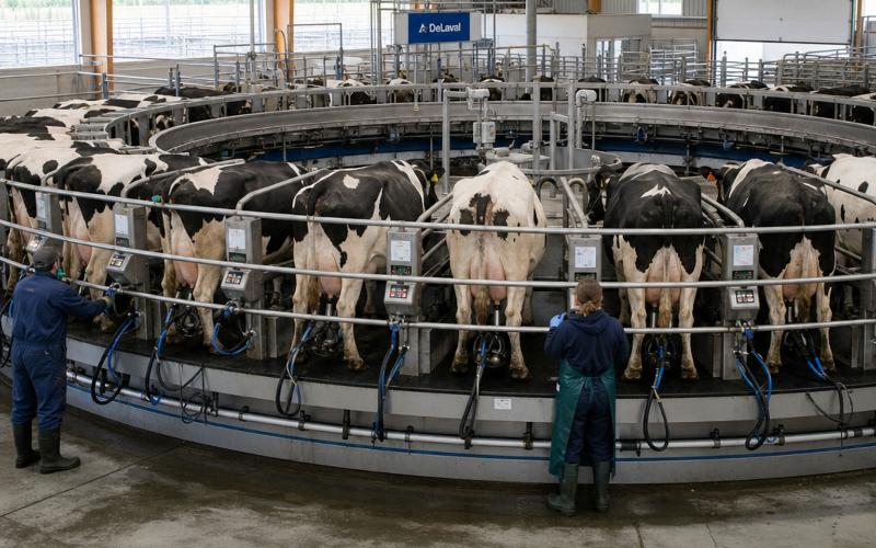 СППК «АГРОРУСЬ» запустило молочную ферму на 200 голов за 25 млн рублей