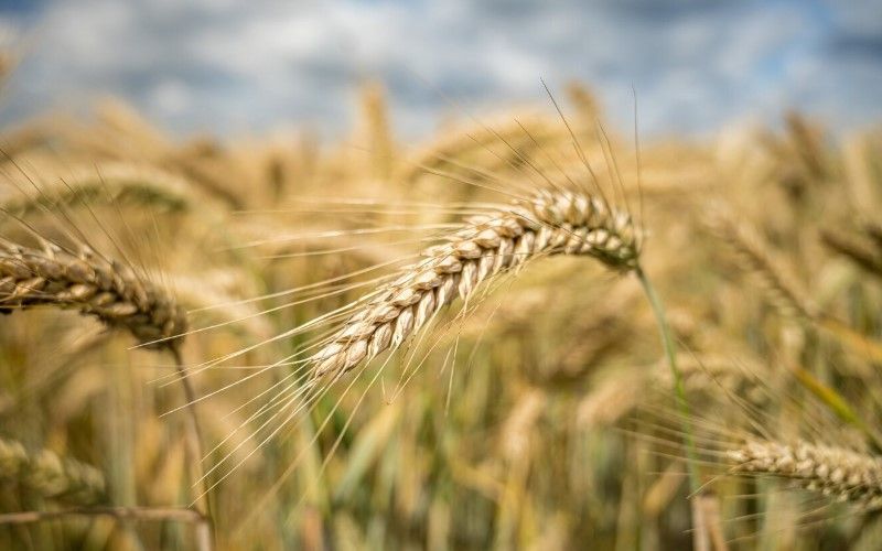 Во Владимирской области вырос объем производства продукции животноводства
