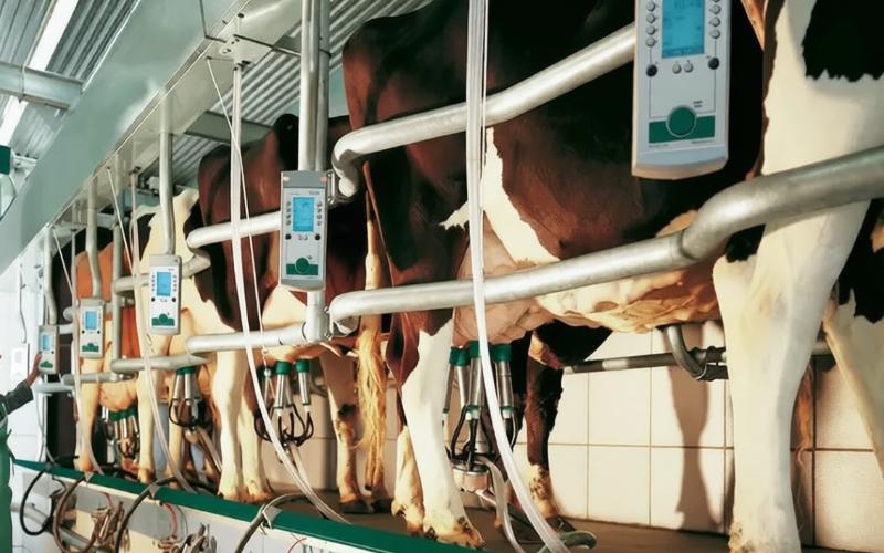 «Капекс» по-челябински: 150 млн рублей на молочные фермы — заявки принимаются с 20 мая