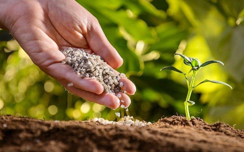Венгрия готова увеличить поставки семян в Россию