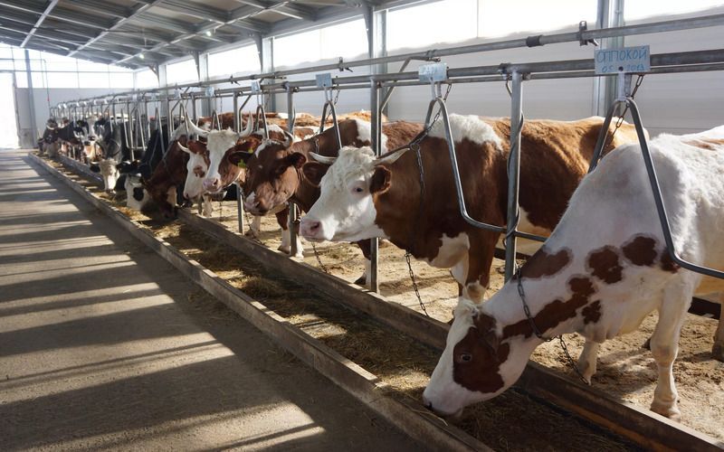 Хозяйства Коми увеличивают молочную продуктивность коров