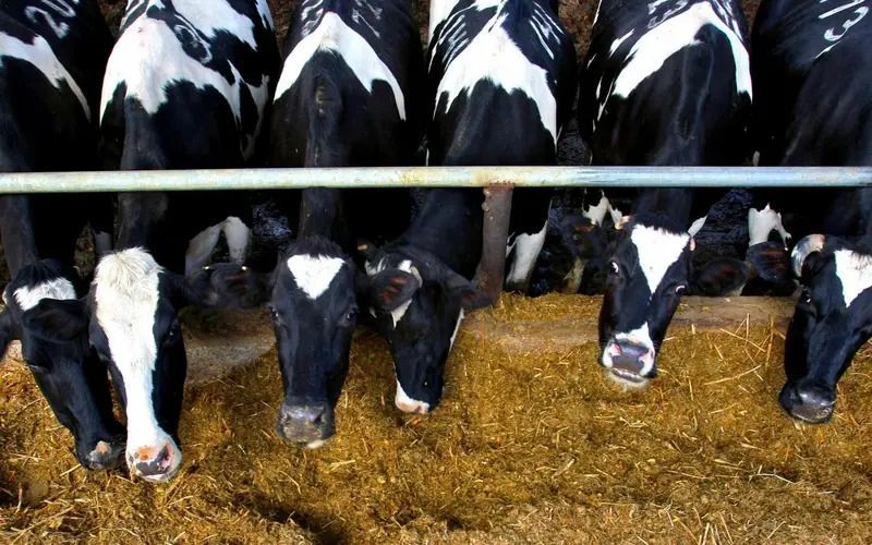 Ученые получили экологически чистые корма из отходов