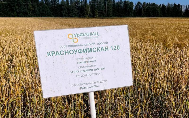Два новых сорта пшеницы и ячменя вывели уральские ученые.