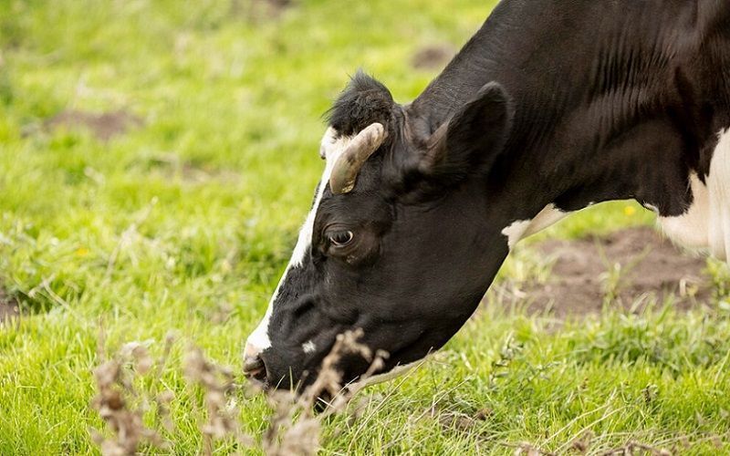 Фермеры и сельхозкооперативы Забайкалья в 2025 году произвели продукцию на 1 миллиард рублей