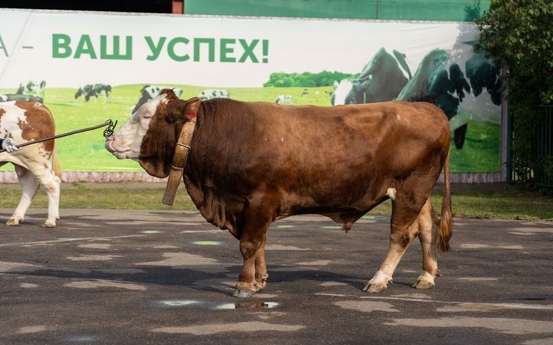 «Прогресс агро» клонируют племенного быка в лаборатории «Альтраген»  