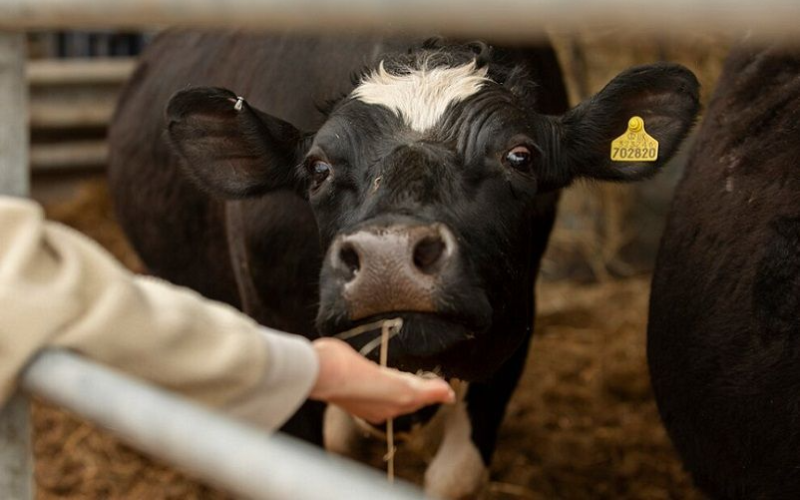 В Коми построят 6 животноводческих комплексов: продуктивность коров вырастет на 15%