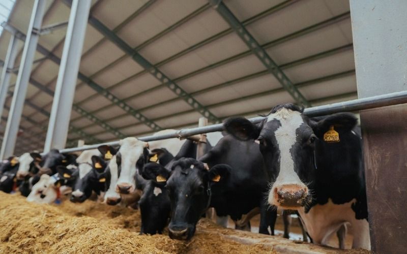  В Брянской области объем переработки молочной продукции увеличился на 4,4%