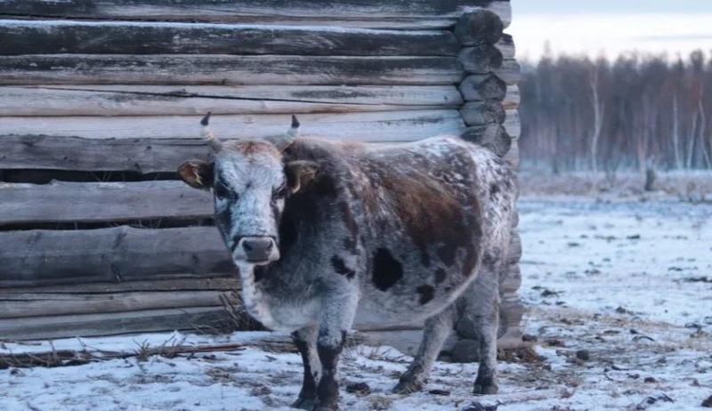 «Якутский скот»  — официально включено в государственный племенной реестр