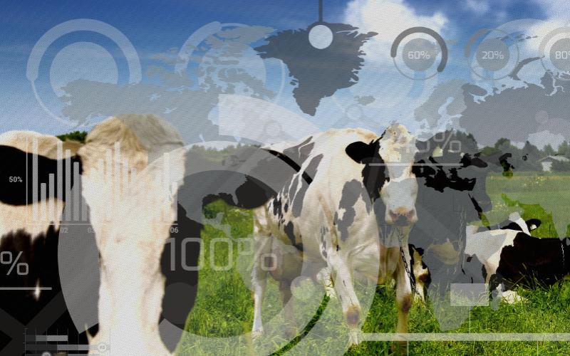 Ученые ТувГУ создали комплекс для расчета индексов телосложения КРС 
