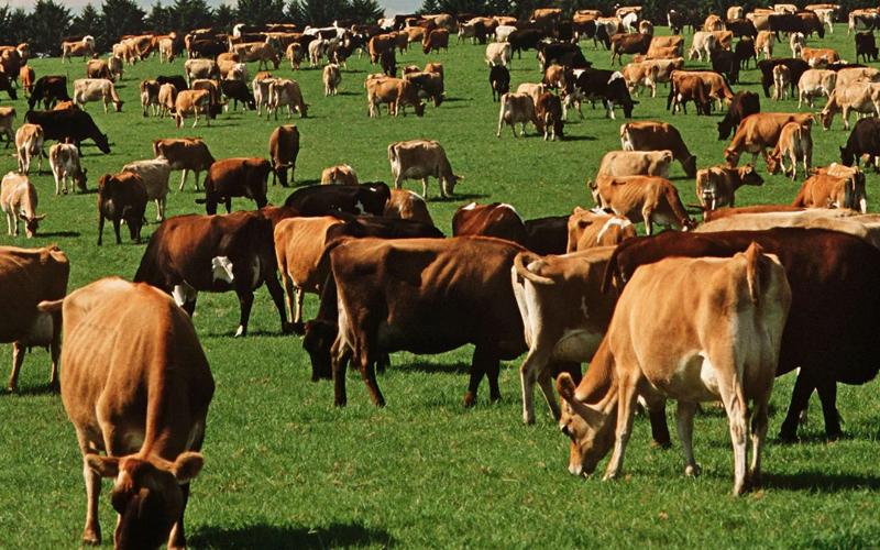 Две новые животноводческие фермы обеспечат Крым собственной молочной продукцией на 50%