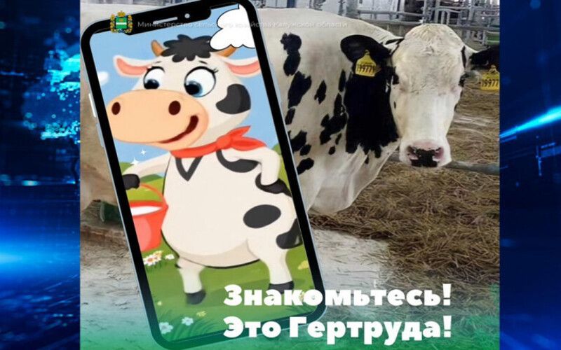 Гертруда корова-рекордсменка стала талисманом калужского минсельхоза
