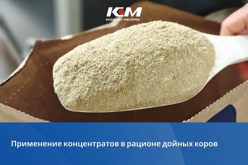 Применение концентратов в рационе дойных коров