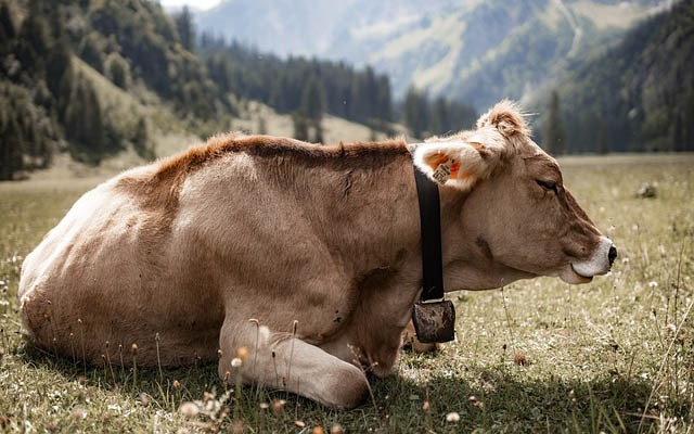 simmental-cattle-g988cda63b_640.jpg