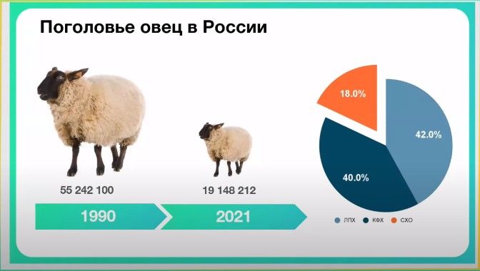 Поголовье овец в России.jpg