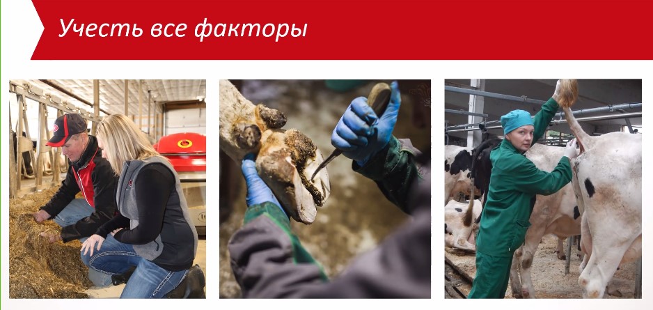 Л2. Что важно для продуктивности коров.jpg