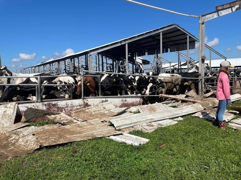 Dakin Dairy Farms lost more than 250 cows3.jpg