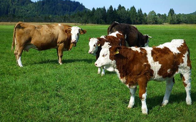 cows-g7843aa22d_640.jpg