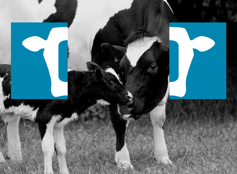 cowandcl.png