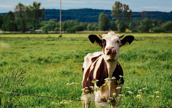 cow-gae9387323_640.jpg