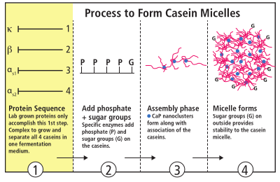 FIX-Casein-Micelles-11_17.png