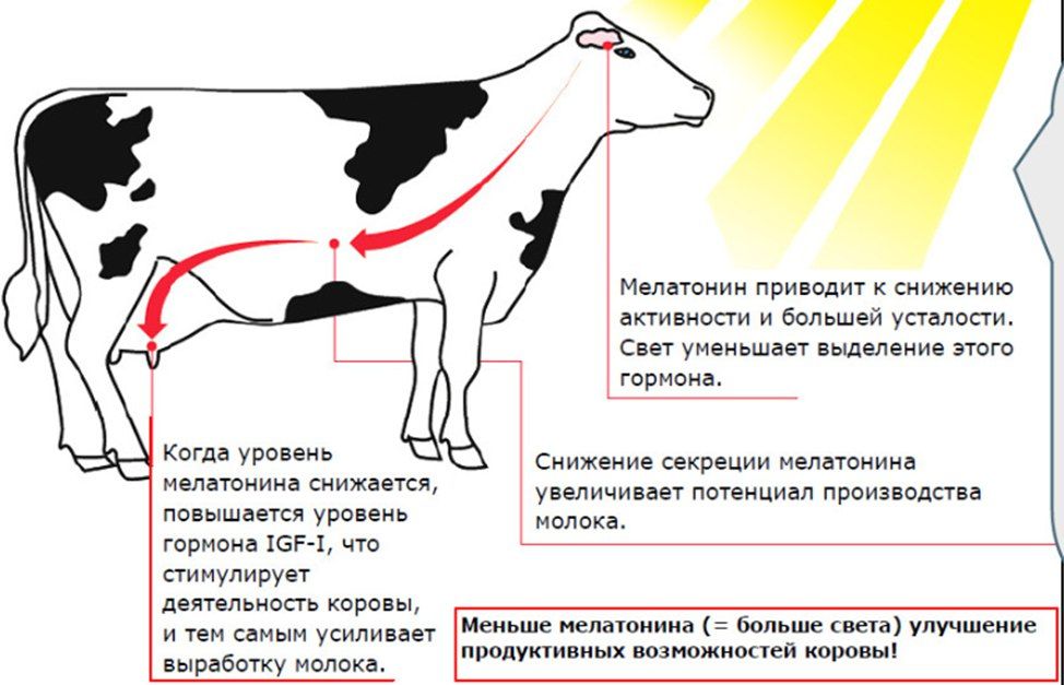 картинка 2.jpg