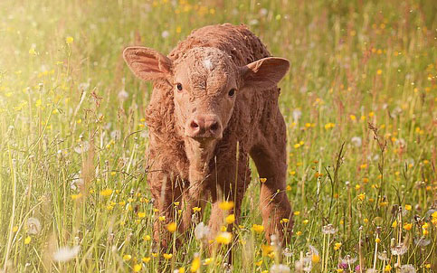 cow-gba6e98ab5_640.jpg