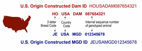 How US Origin constructed Dam ID of dairy cows is created.png How US Origin constructed Dam ID of dairy cows is created.png