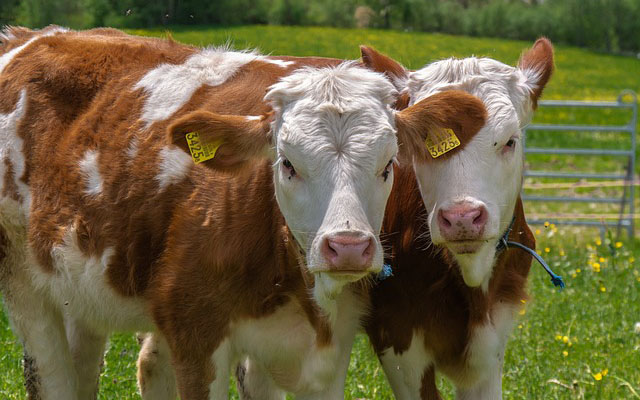 animals-geeedb05a8_640.jpg