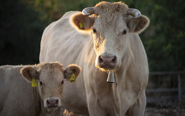 cows-gf0cd46485_640.jpg